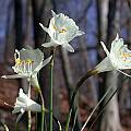 Narcissus cantabricus eualbidus, John Lonsdale