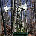 Narcissus cantabricus ssp. monophyllus, John Lonsdale