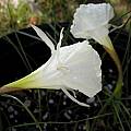 Narcissus cantabricus, Mary Sue Ittner