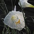 Narcissus cantabricus, Mary Sue Ittner Narcissus cantabricus, Mary Sue Ittner