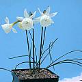 Narcissus cantabricus ssp. cantabricus var. petunioides x N. triandrus, John Lonsdale