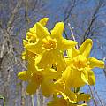 Narcissus cordubensis, John Lonsdale