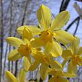 Narcissus cordubensis Lemon form, John Lonsdale