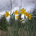 Narcissus cuatrecasasii ssp. segimonensis, Jane McGary