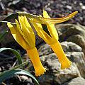 Narcissus cyclamineus, John Lonsdale