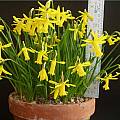 Narcissus cyclamineus × asturiensis, Anne Wright
