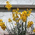 Narcissus fernandesii, John Lonsdale