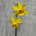 Narcissus fernandesii, Mary Sue Ittner