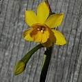 Narcissus fernandesii, Mary Sue Ittner