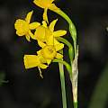 Narcissus gaditanus, Dylan Hannon [Shift+click to enlarge, Click to go to wiki entry]