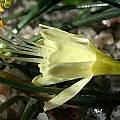 Narcissus hedraeanthus, John Lonsdale