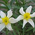 Narcissus × incomparabilis, Angelo Porcelli