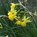 Narcissus × incurvicervicus, Ian Young [Shift+click to enlarge, Click to go to wiki entry]
