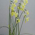 Narcissus × incurvicervicus, Ian Young