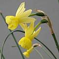 Narcissus × incurvicervicus, Ian Young
