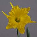 Narcissus jacetanus, Ian Young [Shift+click to enlarge, Click to go to wiki entry]