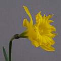 Narcissus jacetanus, Ian Young