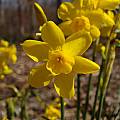 Narcissus jonquilla var. henriquesii, Jay Yourch