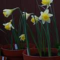 Narcissus pseudonarcissus f. lobularis, David Pilling