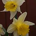 Narcissus pseudonarcissus f. lobularis, David Pilling