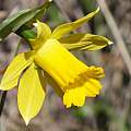 Narcissus longispathus, Juan Diego Cano