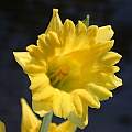 Narcissus minor 'Cedric Morris', John Lonsdale