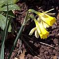 Narcissus nevadensis, John Lonsdale [Shift+click to enlarge, Click to go to wiki entry]