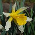 Narcissus  nobilis, Hans Joschko