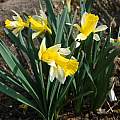 Narcissus  nobilis, Hans Joschko