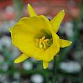 Narcissus obesus, Mary Sue Ittner