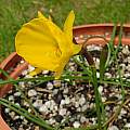 Narcissus obesus, Mary Sue Ittner