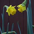 Narcissus obvallaris, David Pilling