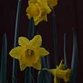 Narcissus obvallaris, David Pilling