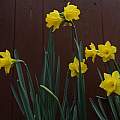 Narcissus obvallaris, David Pilling