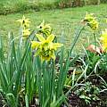 Narcissus obvallaris var. 'Derwydd Daffodil', Mark Brown