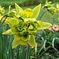 Narcissus obvallaris var. 'Derwydd Daffodil', Mark Brown