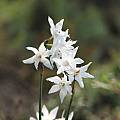 Narcissus papyraceus, Nhu Nguyen