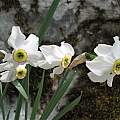 Narcissus poeticus, Hans Joschko