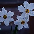 Narcissus'Actaea', David Pilling
