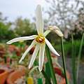Narcissus poeticus subsp. radiiflorus, April 2014, Ralph Carpenter