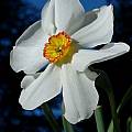 Narcissus poeticus var. recurvus, Giorgio Pozzi