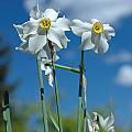 Narcissus poeticus var. recurvus, Giorgio Pozzi