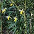 Narcissus pseudonarcissus ssp. pseudonarcissus, David Pilling