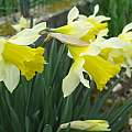 Narcissus pseudonarcissus, Angelo Porcelli