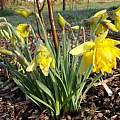 Narcissus pseudonarcissus var. 'Double Basse Normandie', Mark Brown
