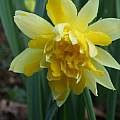 Narcissus pseudonarcissus var. 'Gerardes Double English Daffodil', Mark Brown