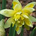 Narcissus pseudonarcissus var. 'Gerardes Double English Daffodil', Mark Brown