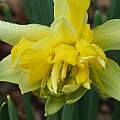 Narcissus pseudonarcissus var. 'Gerardes Double English Daffodil', Mark Brown