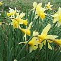 Narcissus pseudonarcissus, Mark Brown