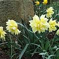 Narcissus pseudonarcissus var. 'M. W. Brown', Mark Brown